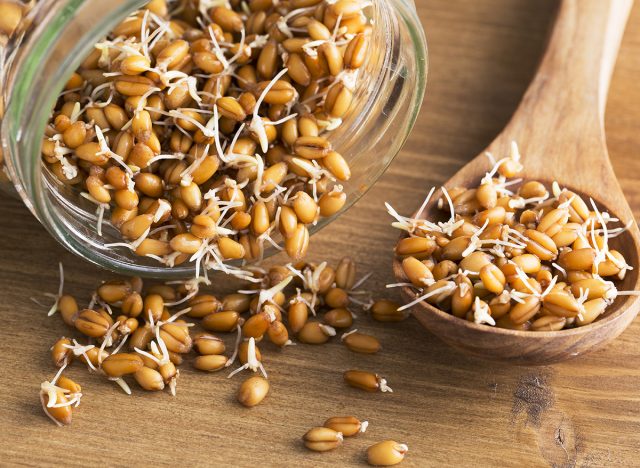 Whole wheat sprouts in wooden spoon and spilling from sprouting jar