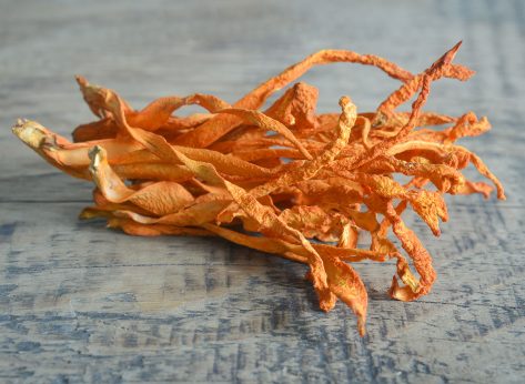 The Versatile Health Benefits of Cordyceps 