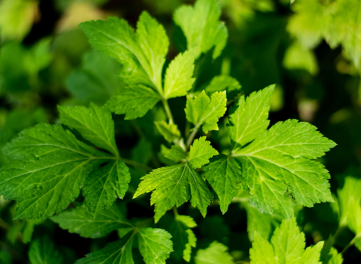 fresh green mugwort