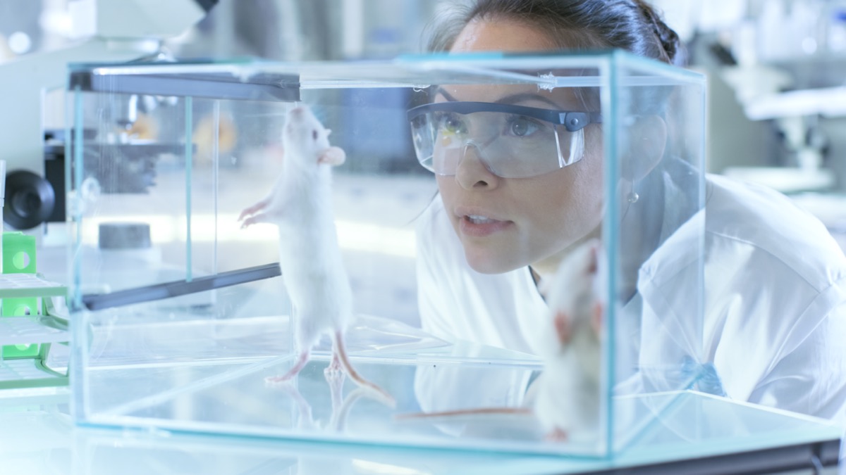 Medical Research Scientists Examines Laboratory Mice kept in a Glass Cage. She Works in a Light Laboratory