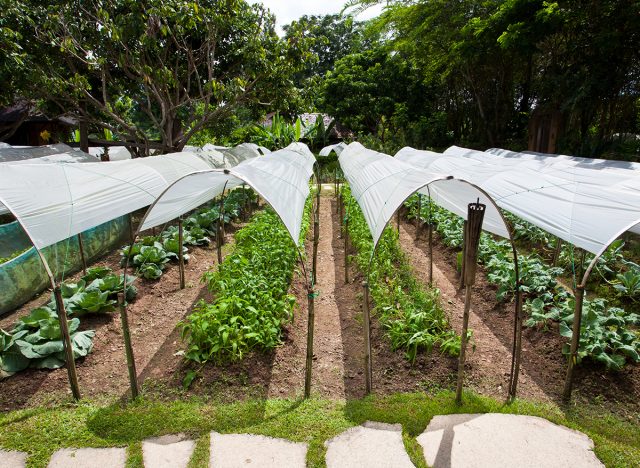 Sustainable farming outside
