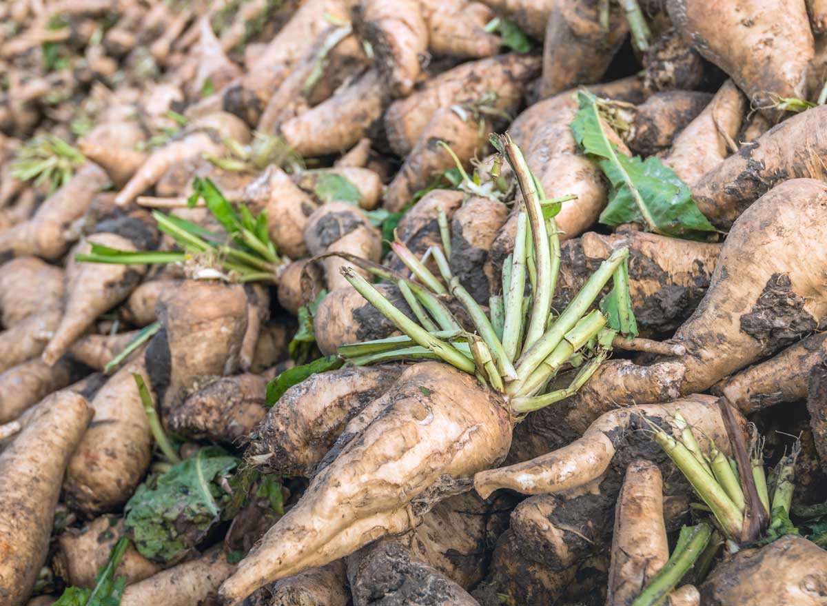 Chicory root