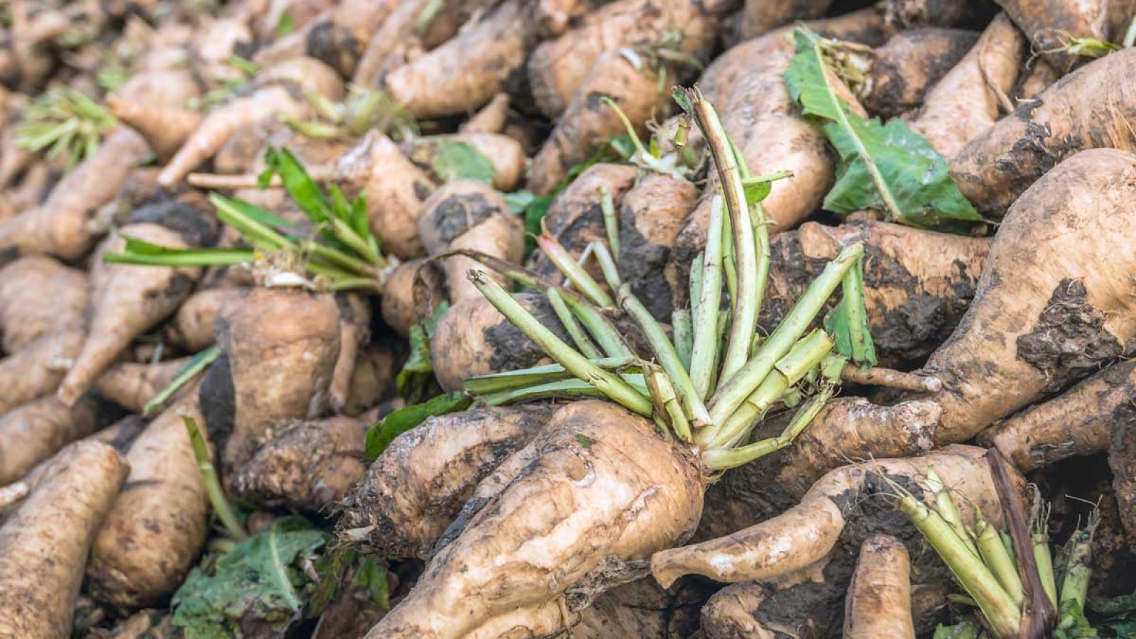 what-is-chicory-root-and-is-it-actually-good-for-you-eat-this-not-that