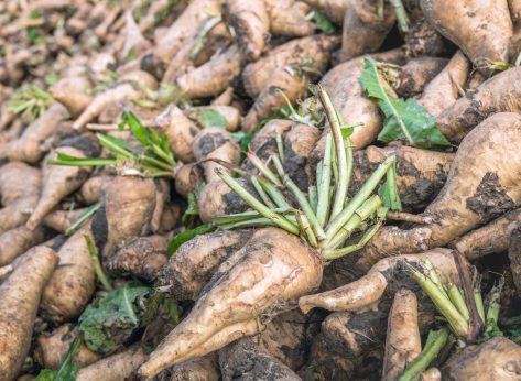 What Is Chicory Root And Is It Good For You?