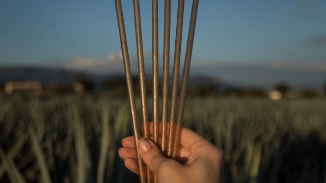 jose cuervo biodegradable straws made from agave being held up