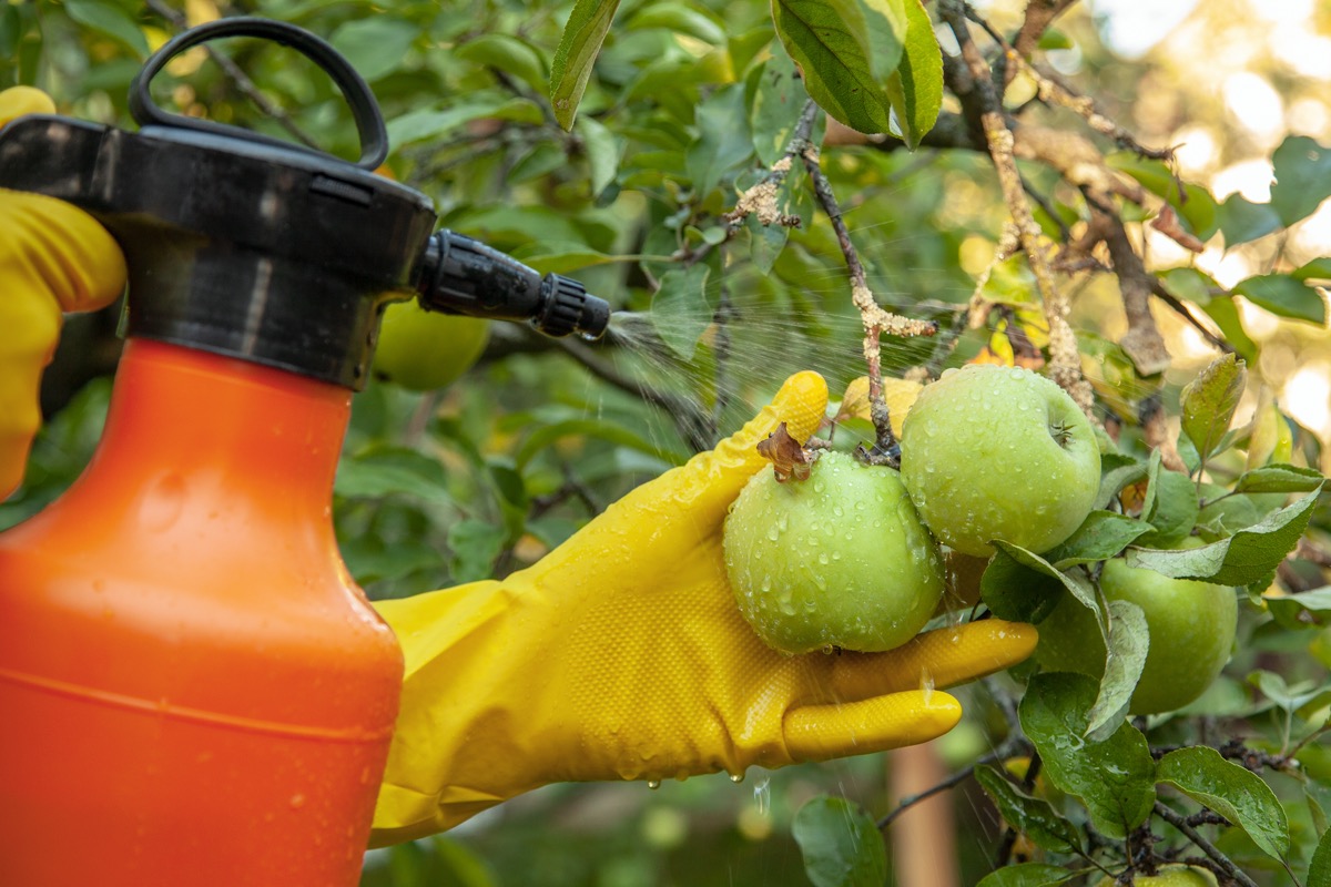 Gardener applying insecticidal fertilizer for fruit apples and protects against fungus, aphids and pests using sprayer
