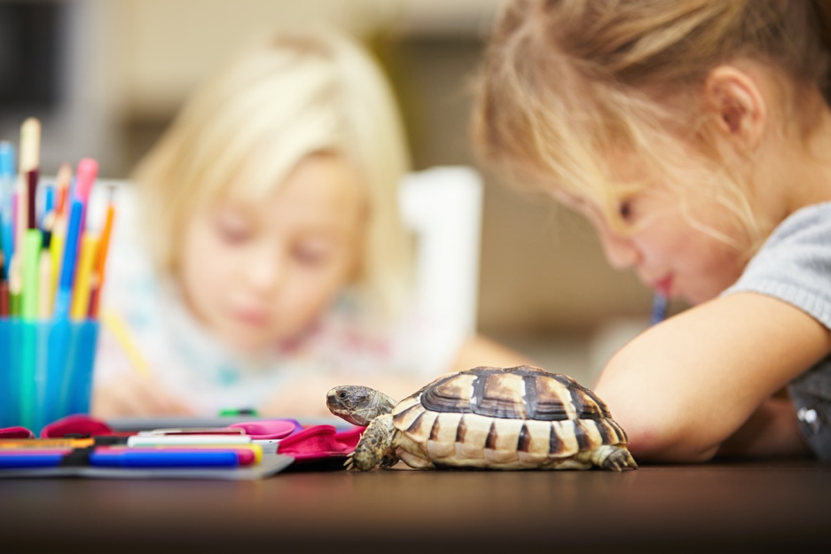 Girls and turtle. Siblings are doing his homework for elementary school.