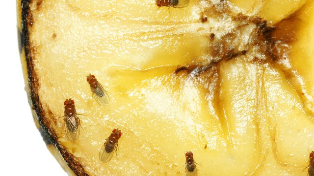 fruit flies