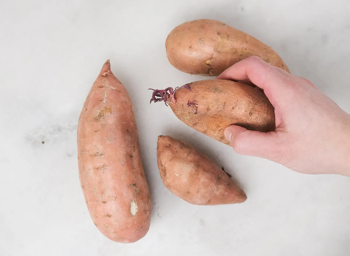 sprouted sweet potato