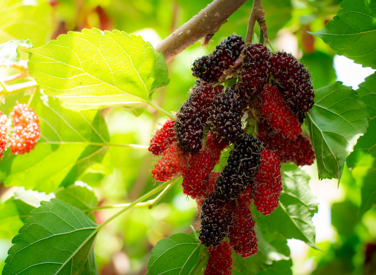 mulberries on tree