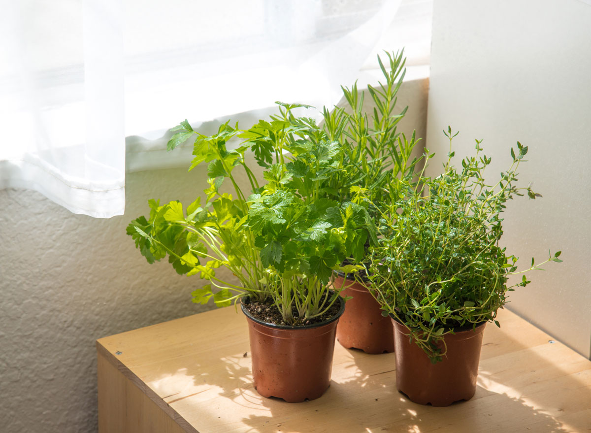 Indoor herb garden by window