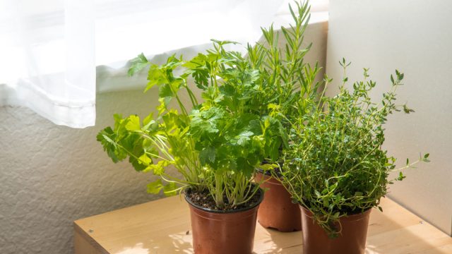 Indoor herb garden by window