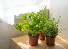 Indoor herb garden by window