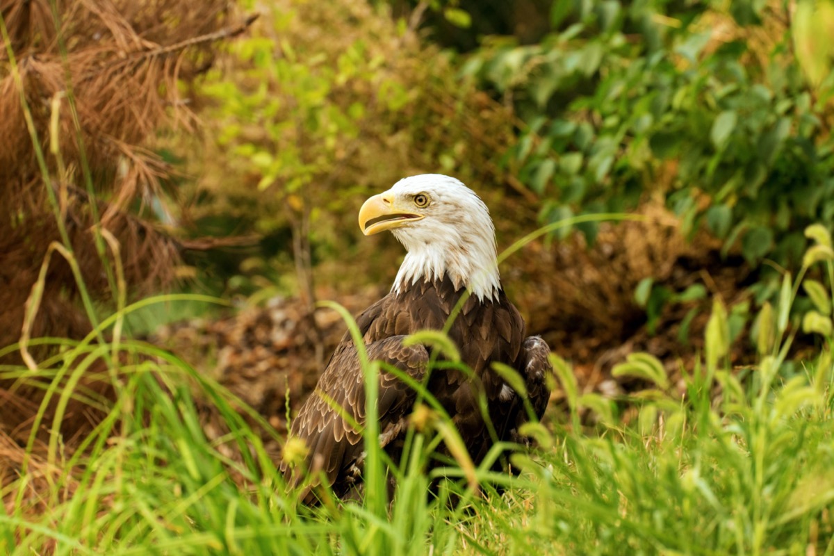 Bald eagle walk in dense vegetation with open beak and his head is turned to the side