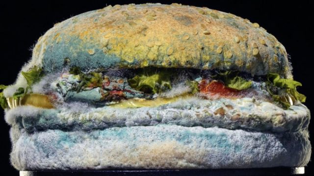 moldy whopper