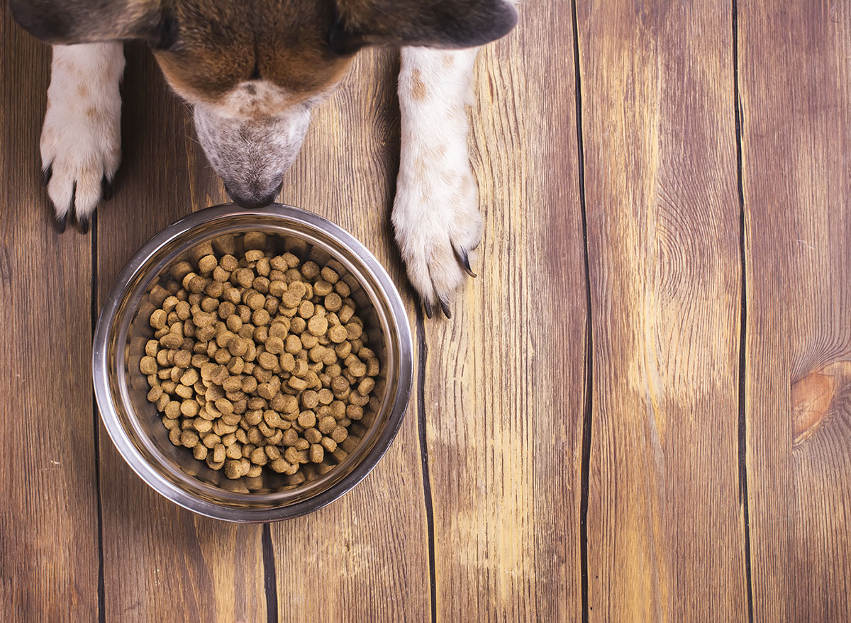 dog bowl