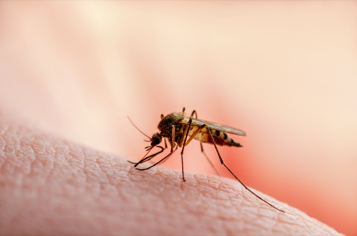 Dangerous Malaria Infected Mosquito Skin Bite
