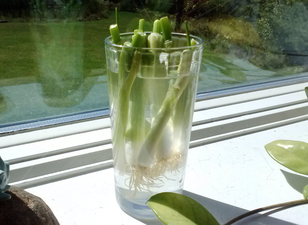 Regrow scallions at home