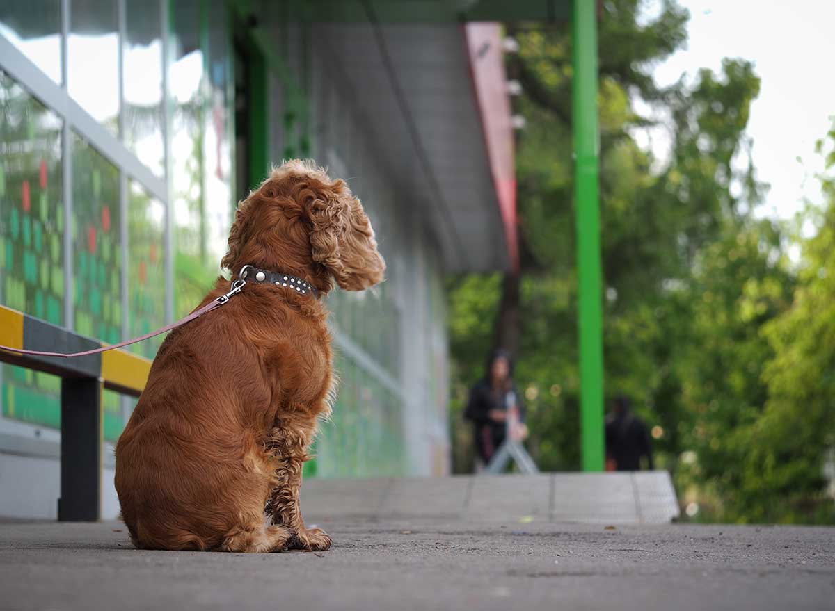 dog waiting outside