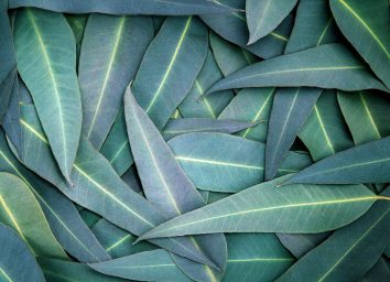 eucalyptus leaves