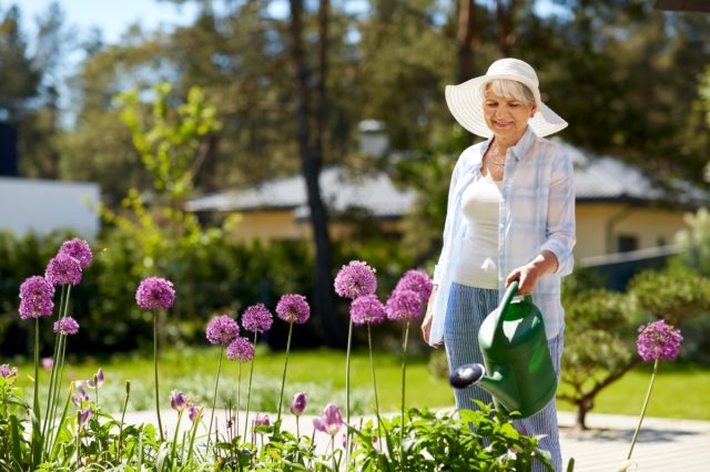 femeie în vârstă fericită care udă flori de allium la grădina de vară