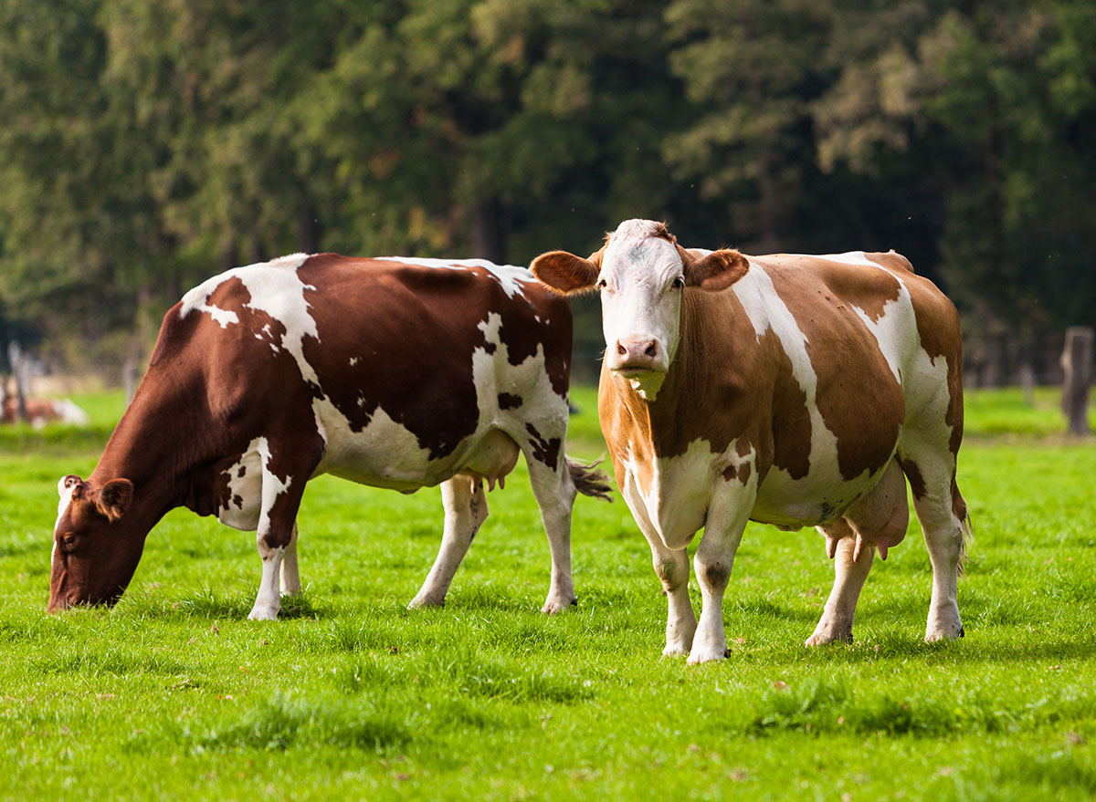 grazing cows