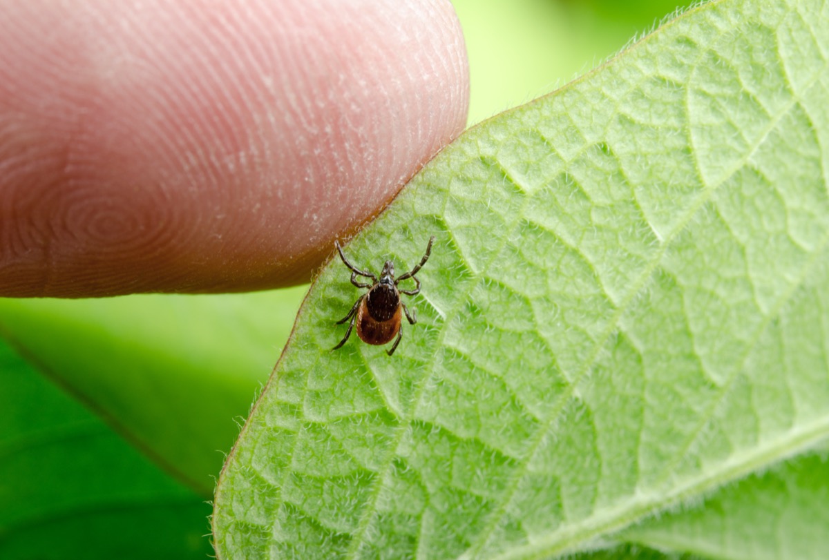 Tick finger skin