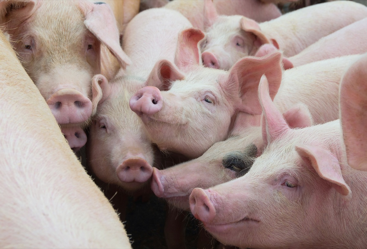 Livestock breeding. Group of pigs in farm yard.