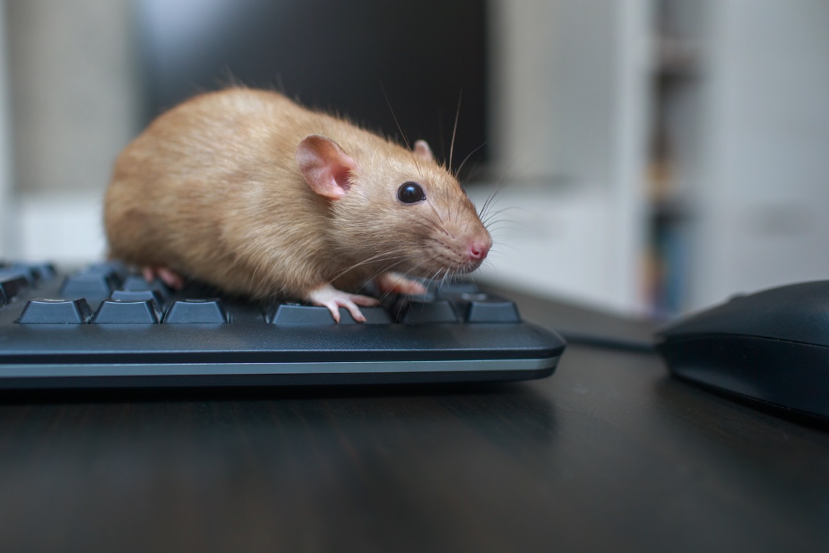 rat is sitting on a computer keyboard next to a computer mouse on a black wooden table.