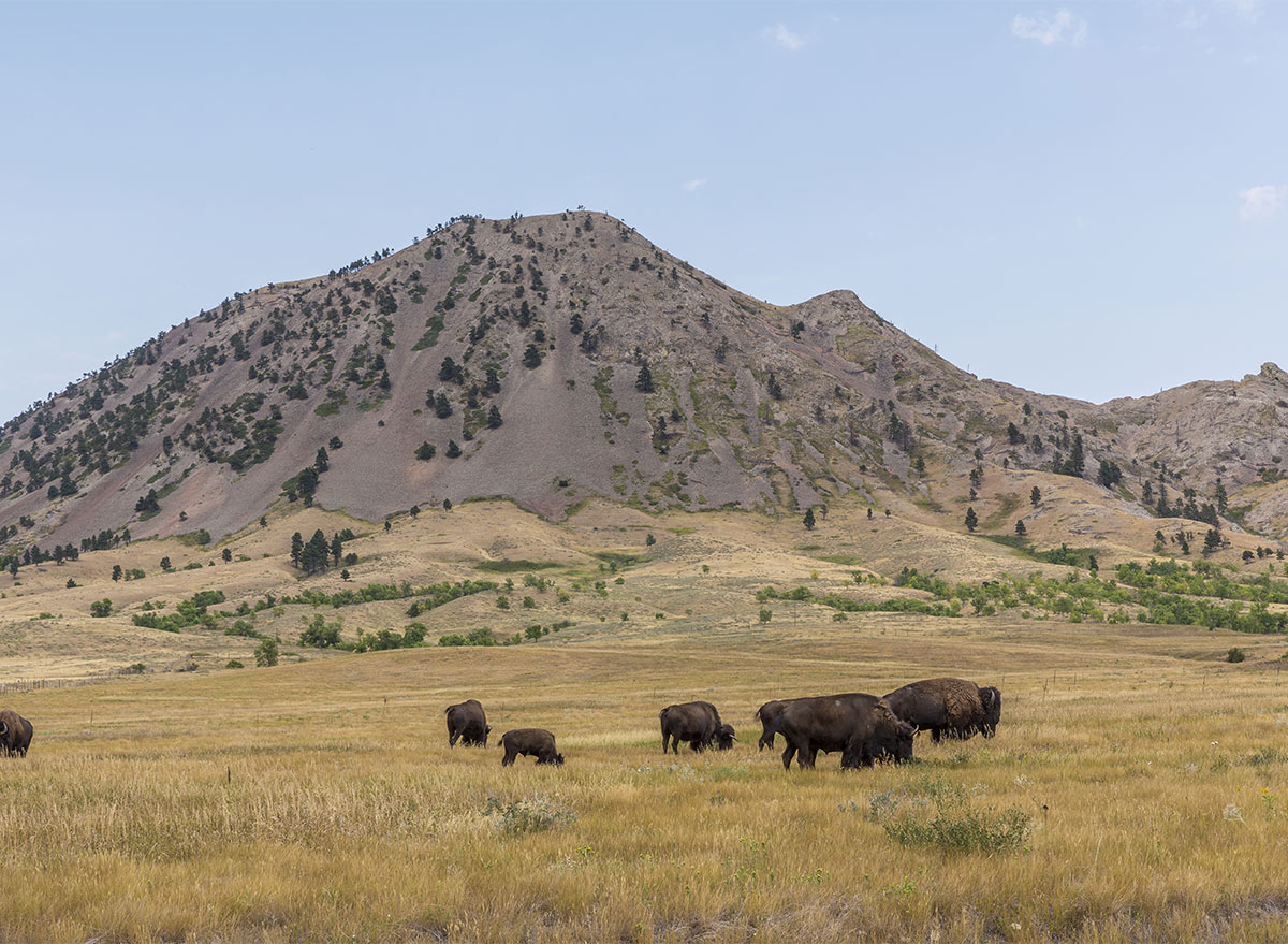 bear butte south dakota with bison