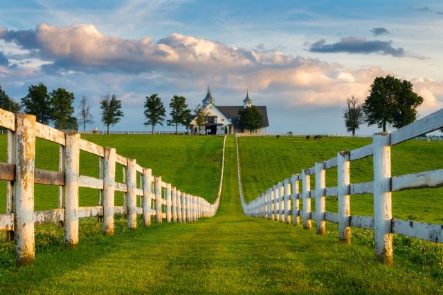 Horse Farm, Kentucky Bluegrass