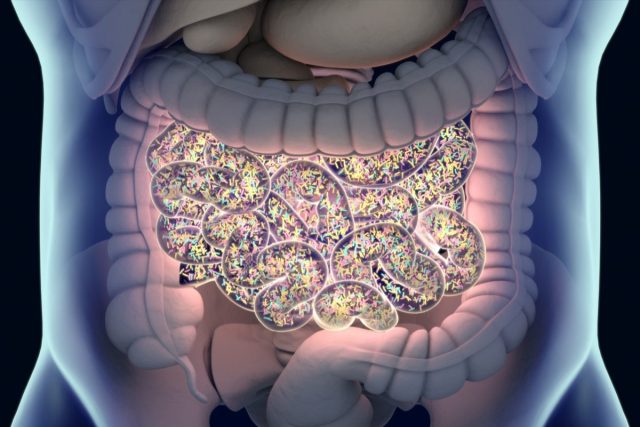 Gut bacterial microbiome