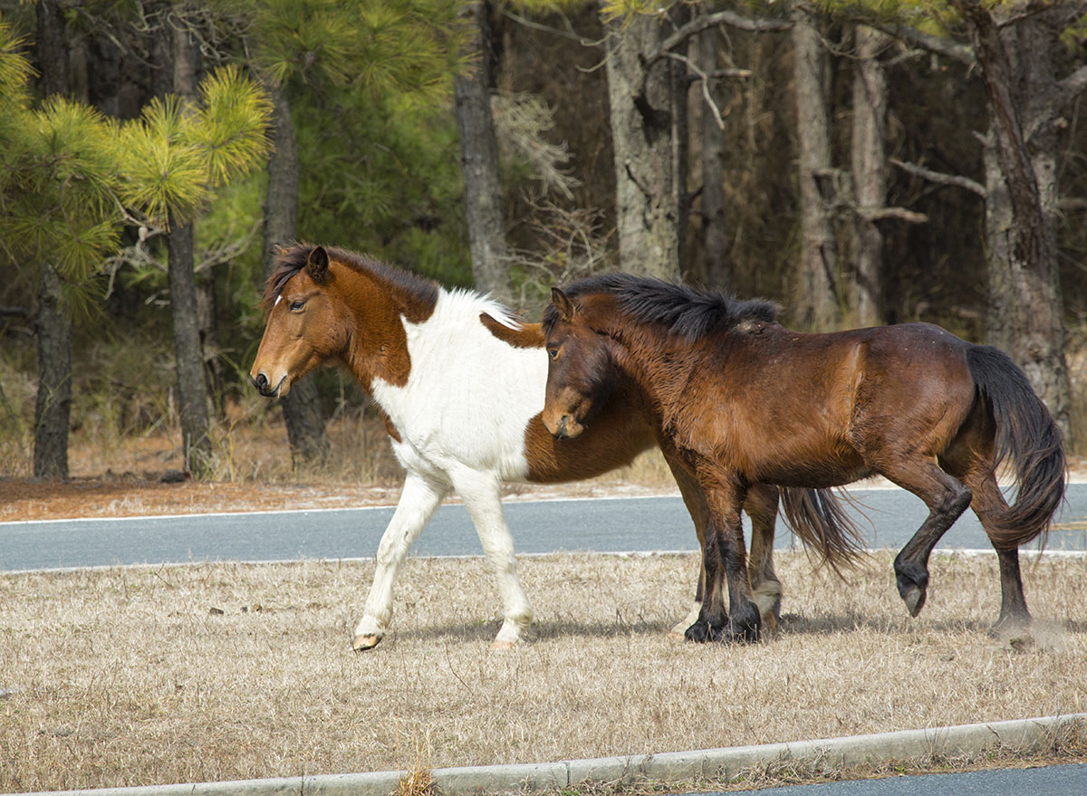 horses on assateague island in maryland