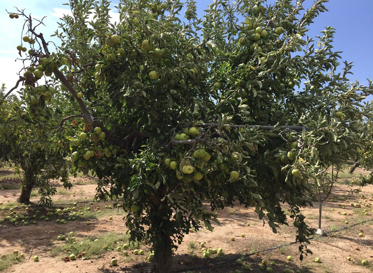 apple annies arizona