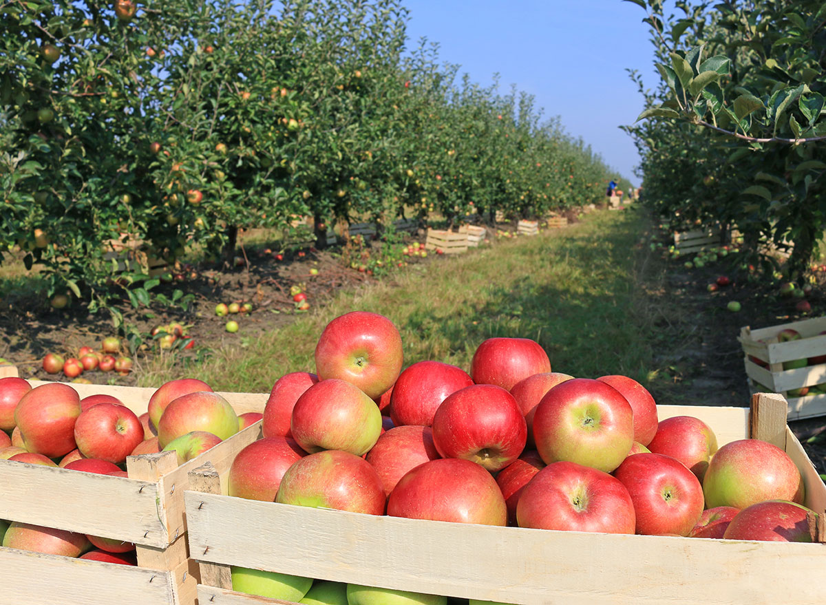 apple picking orchard