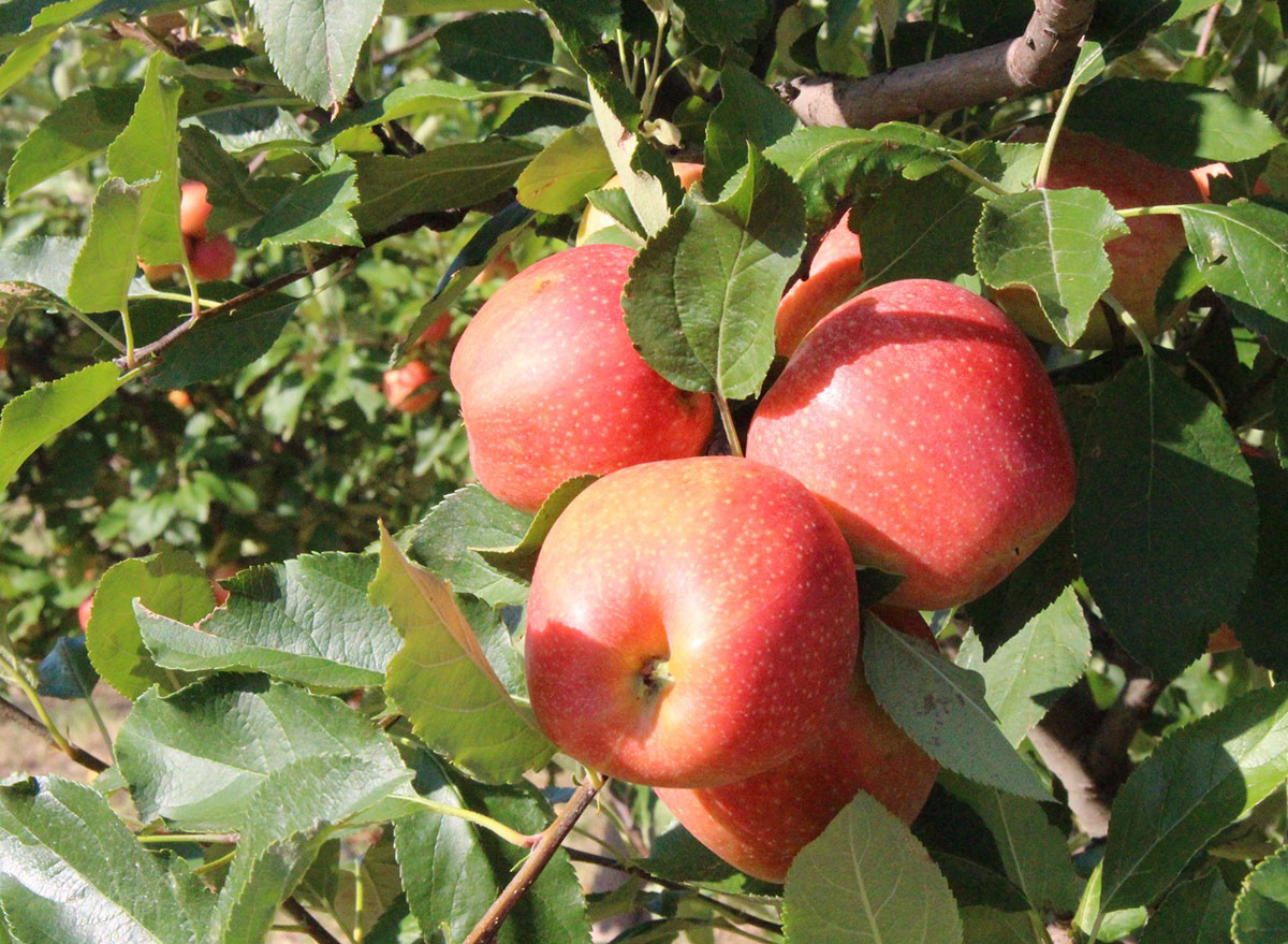 Honeycrisp Apple – Lautenbach's Orchard Country