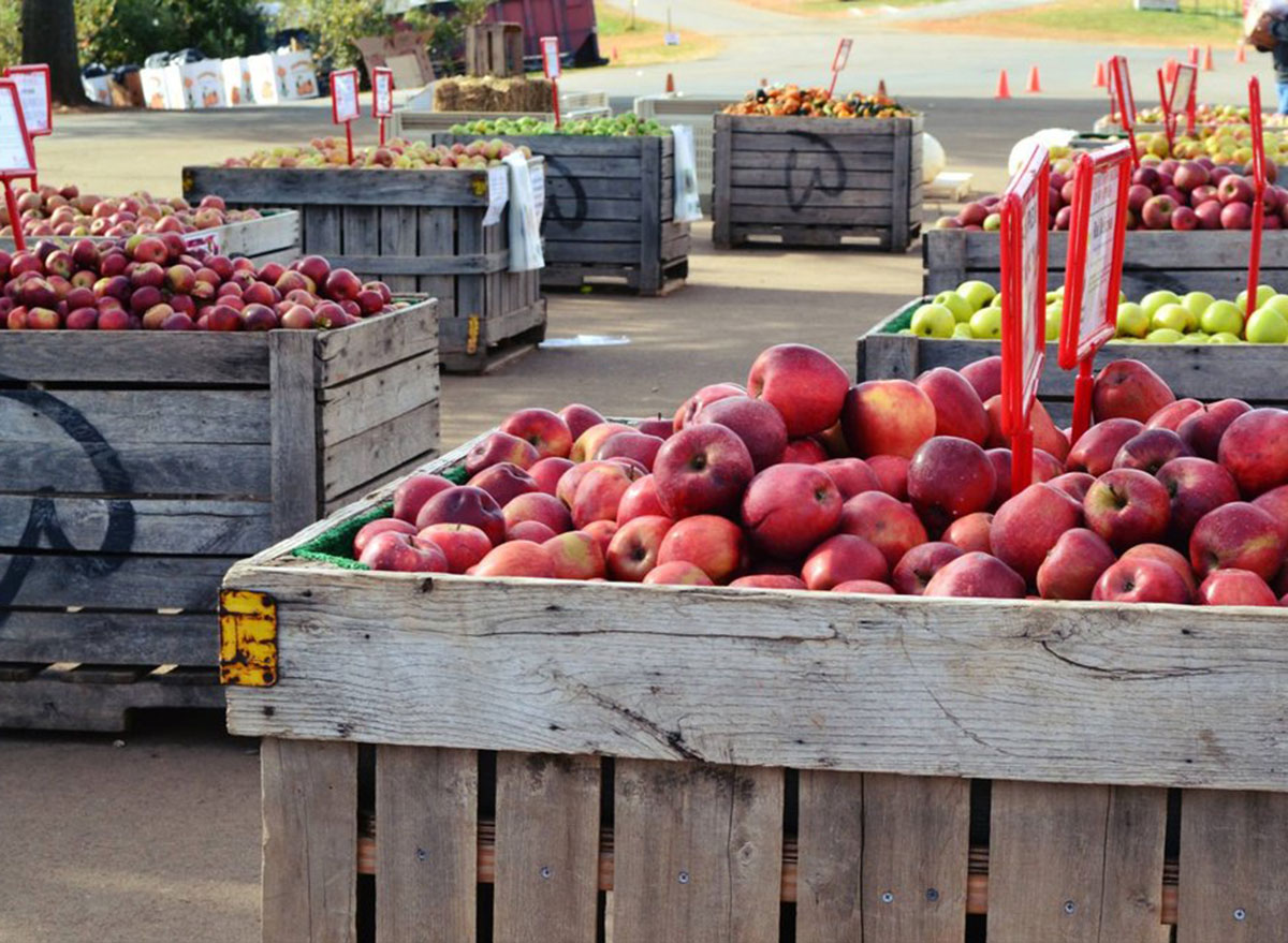 carter mountain orchard virginia