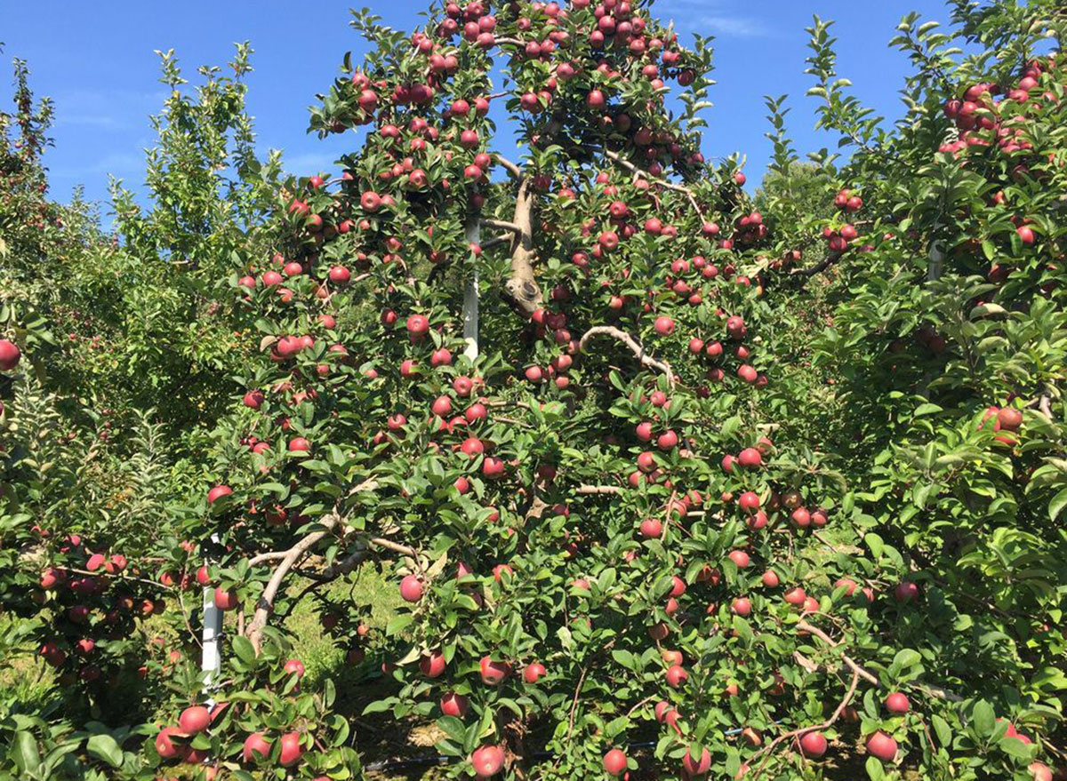 cider hill farm massachusetts