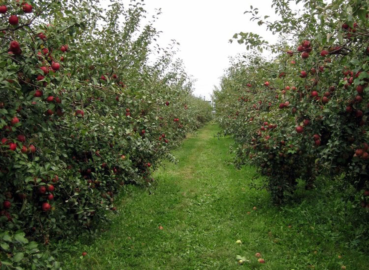 country apple orchard south dakota