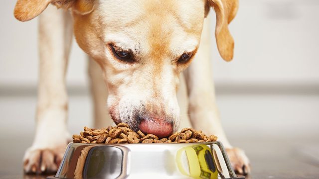 Fda Announces Major Recall On 18 Dog Food Brands Eat This Not That