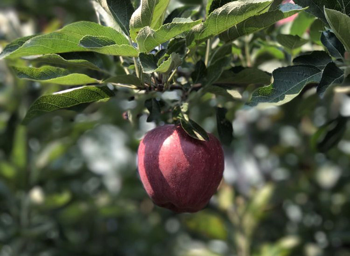 erwin orchards michigan