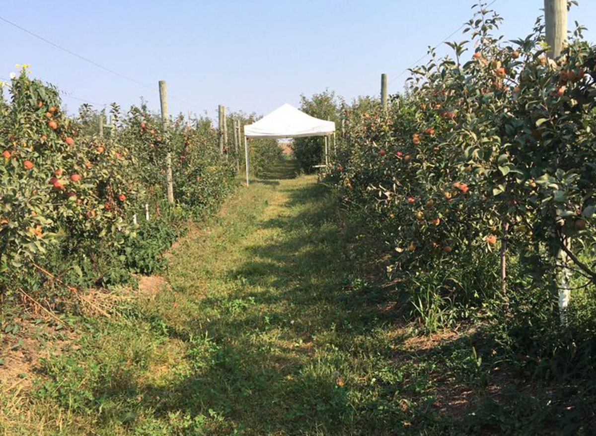 iowa orchard iowa