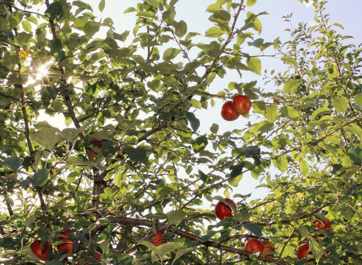 minnesota harvest apple orchard