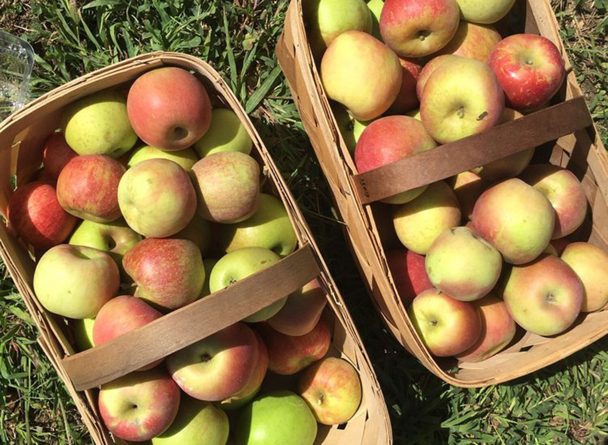 stepp orchard north carolina