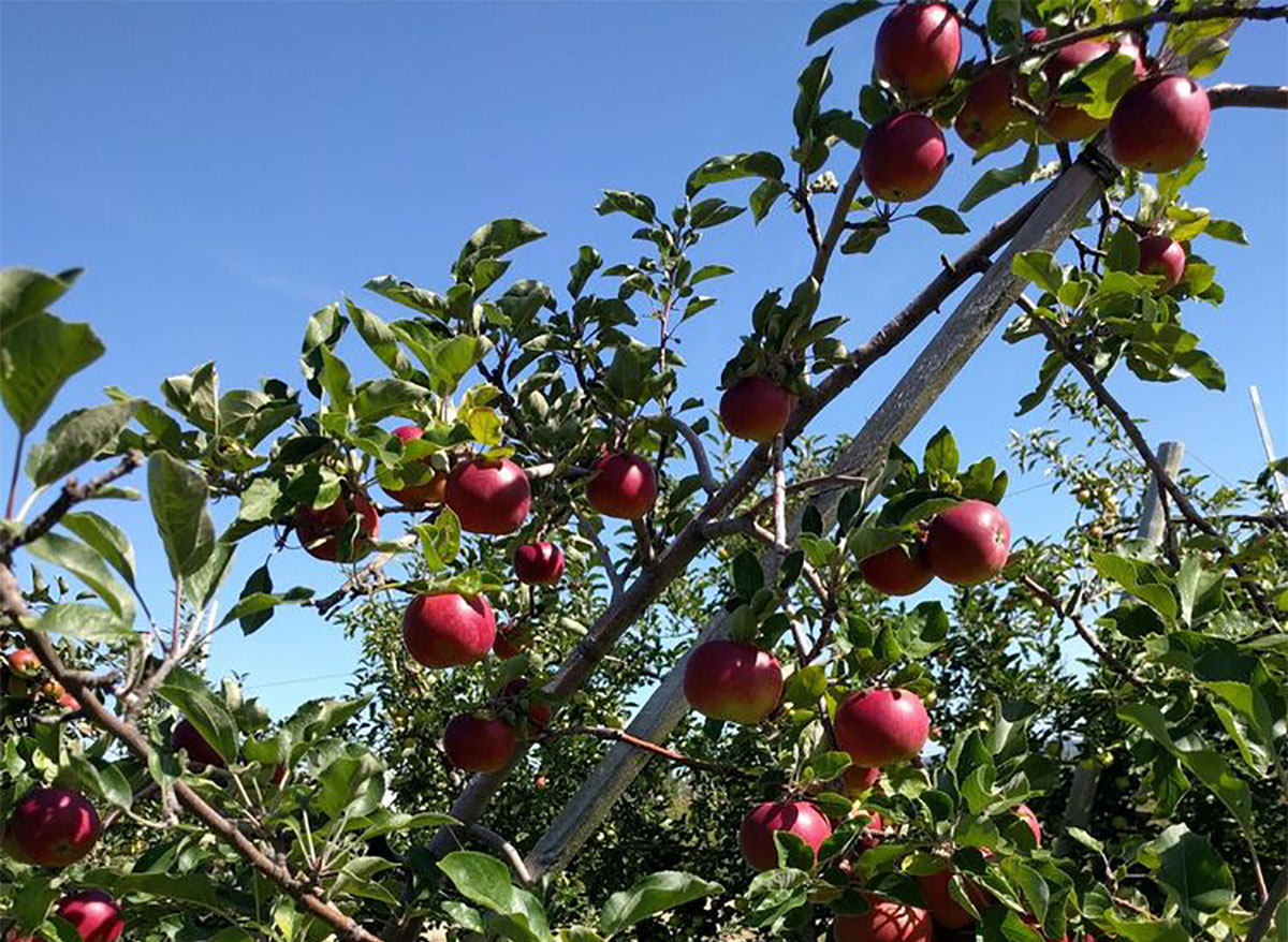 apples on trees at apple orchard