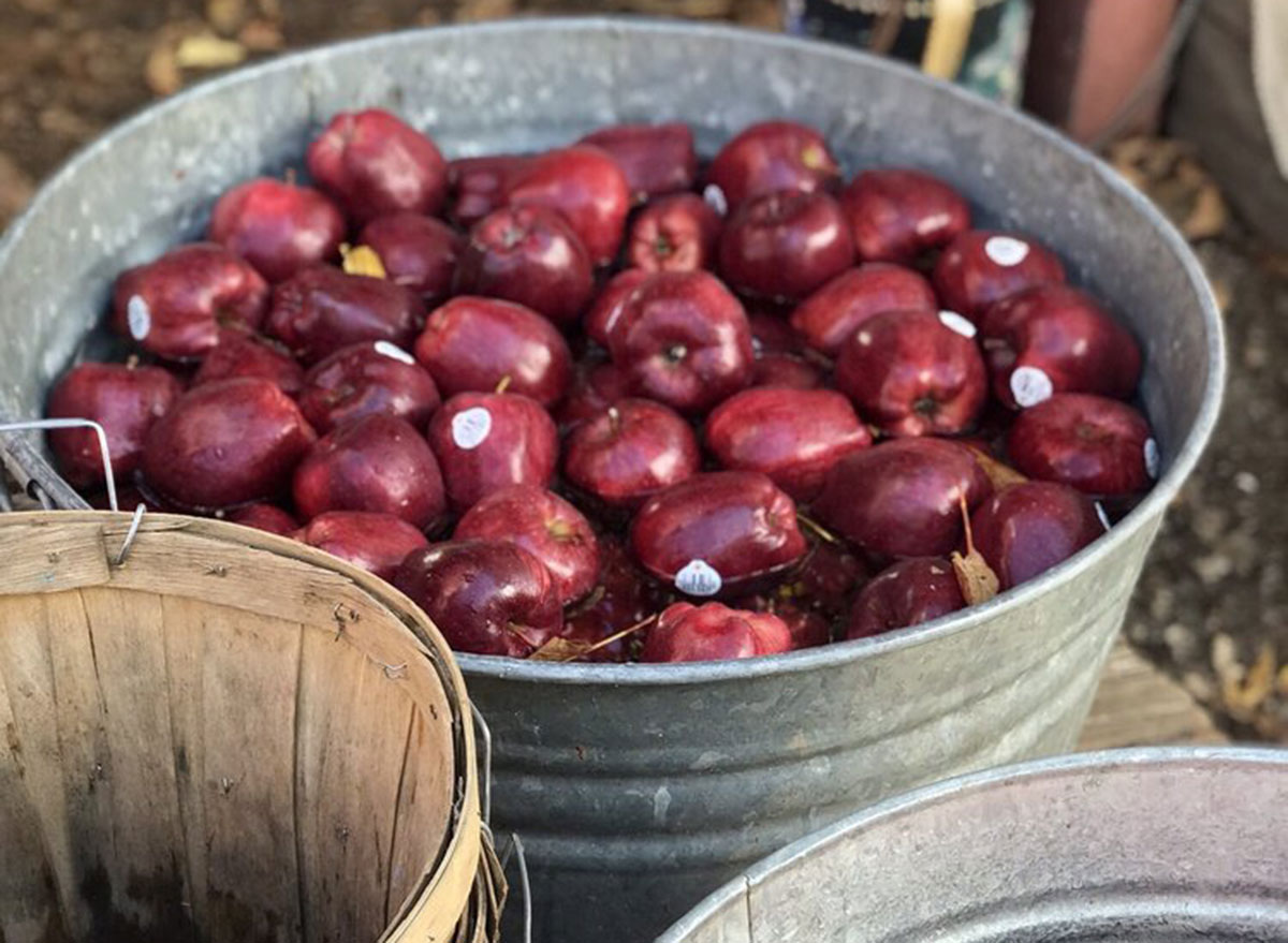 willow brook apple farm california