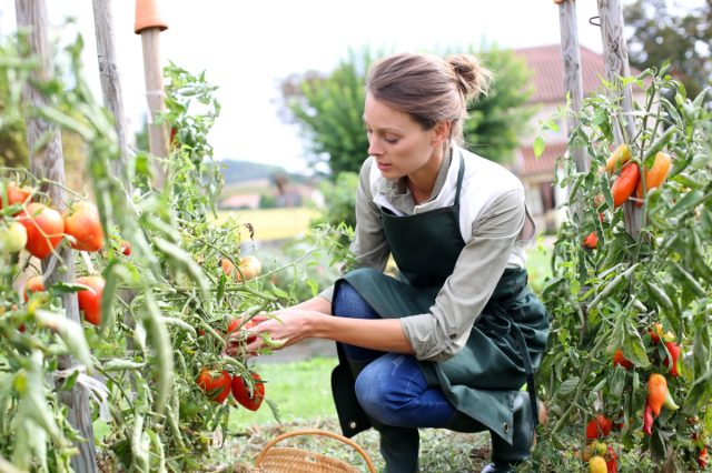 Woman in the kitchen garden picking tomatoes