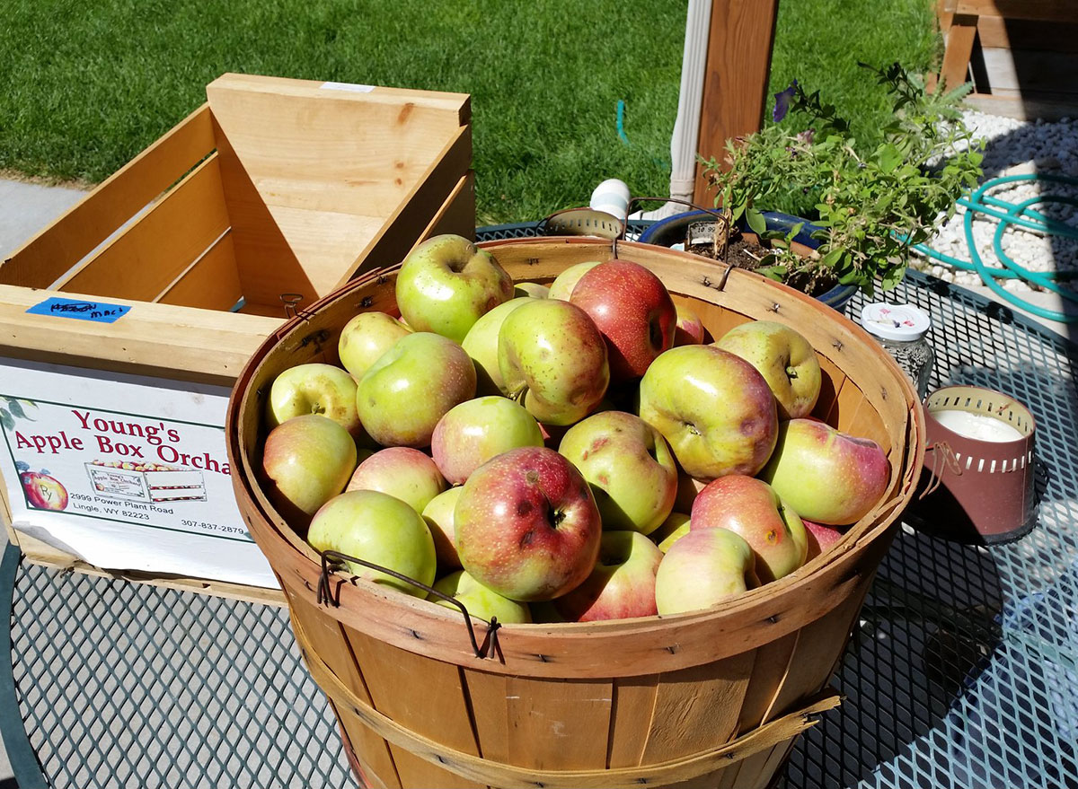 youngs apple box wyoming