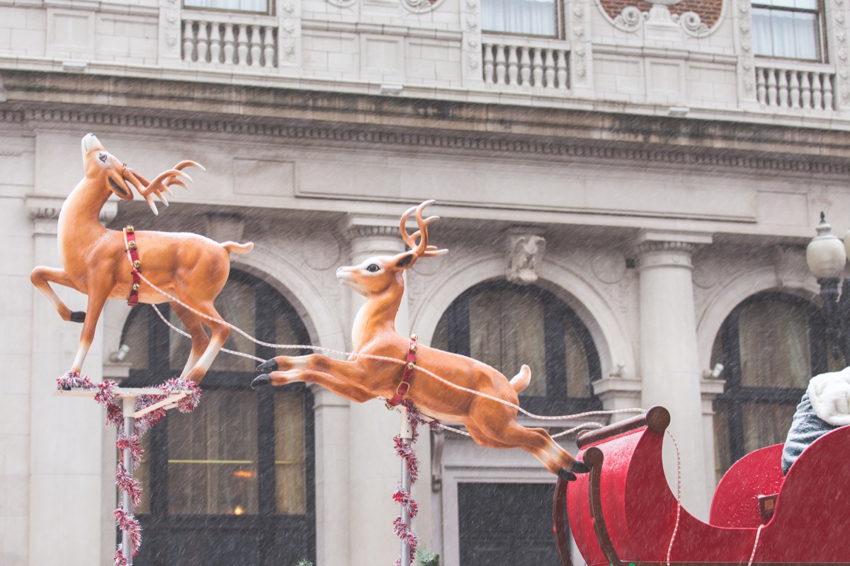 Reindeer pulling Santa's sleigh during a Christmas parade