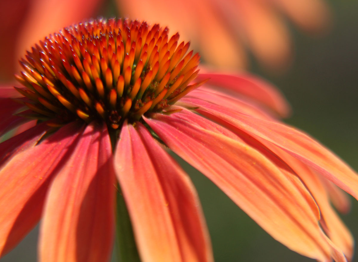 enchinacea